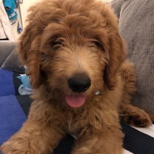 Meet your Posher, Anthony